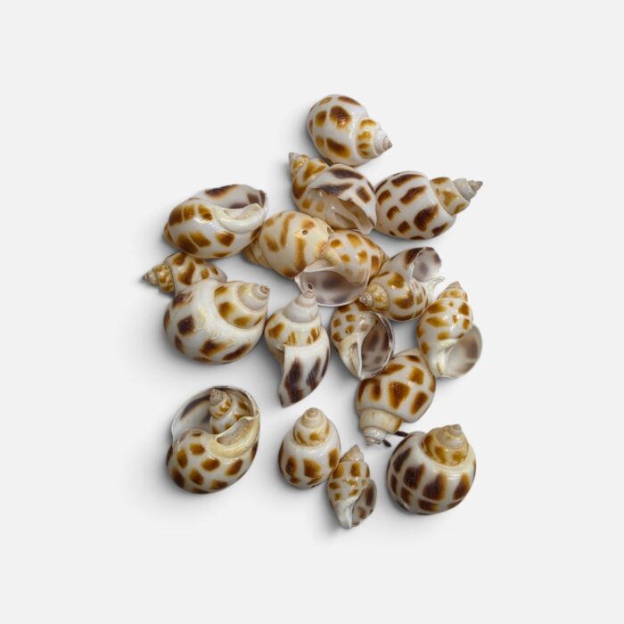 Caracoles con Perforación con Manchas