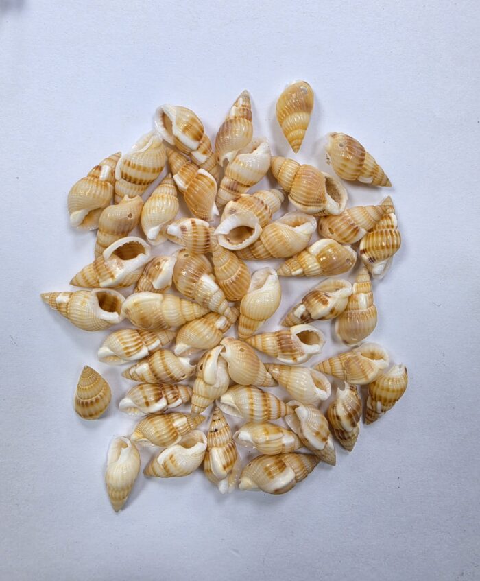 Caracoles con Perforación Crema con Rayas
